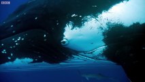 Two Beautiful Humpback Whales Dance - Animal Attraction