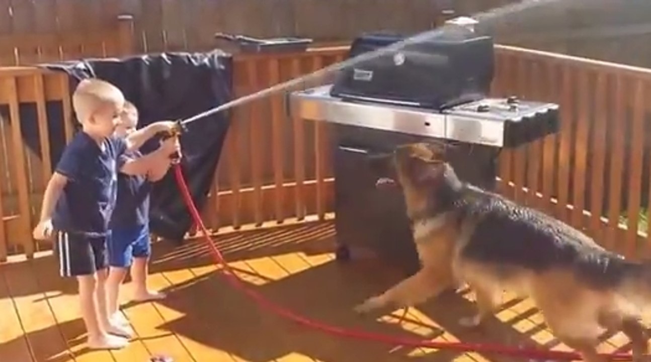 Funny Babies with Funny Dog German Shepherd Videos | Funny Pranks Funniest Videos 2016