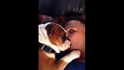 Adorable Bulldog Puppy Can't Stop Kissing Owner