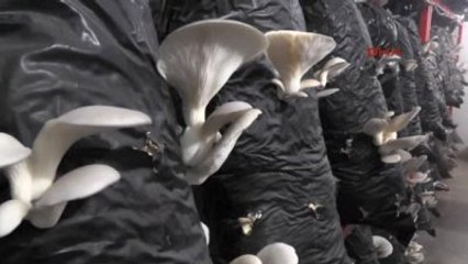 Osmaniye Evinin Bodrumunda Mantar Yetiştiriyor