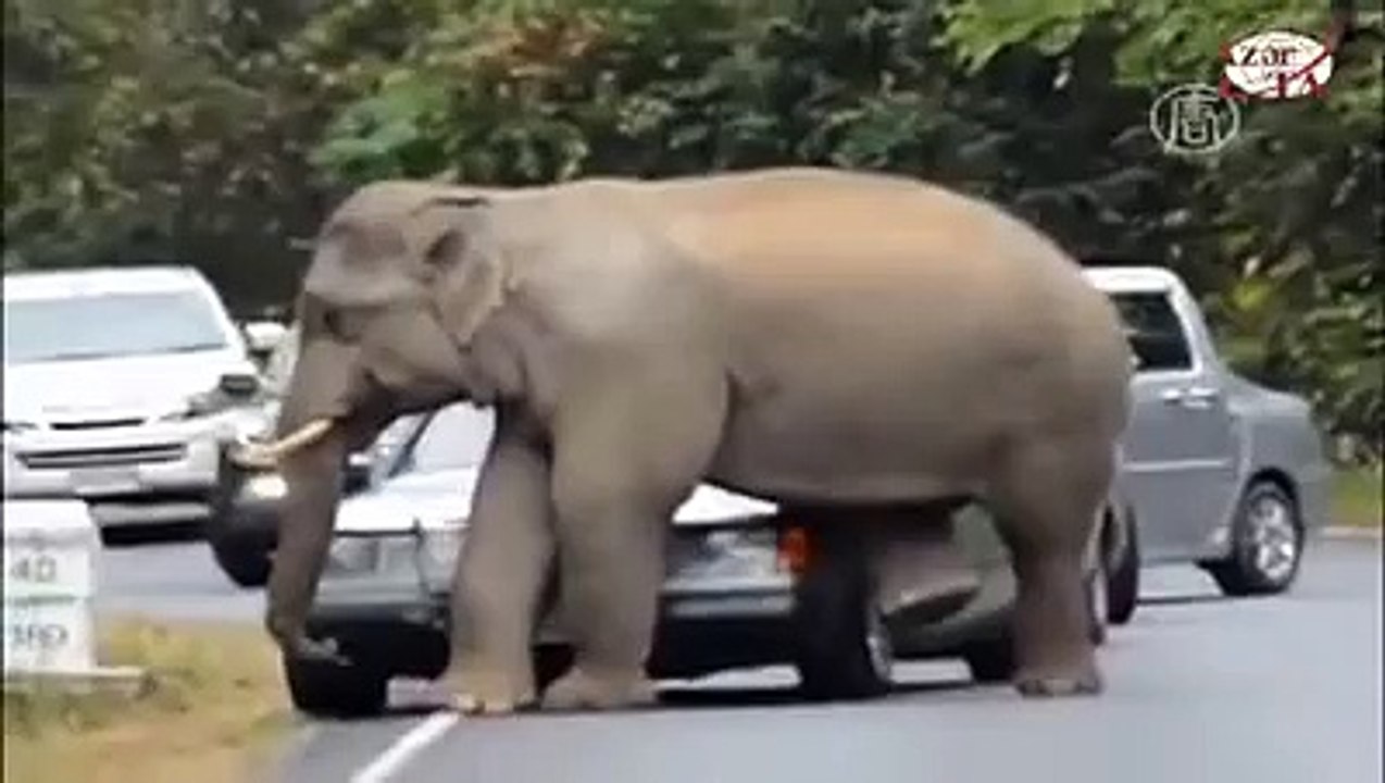 funny elephant