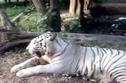 Lahore Safari Park Tiger Safari