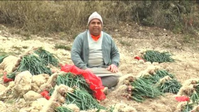 Yeşil Soğan Fiyatıyla Üreticisini Güldürdü