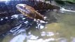 A Turtle eating a Snake under water ll must watch video