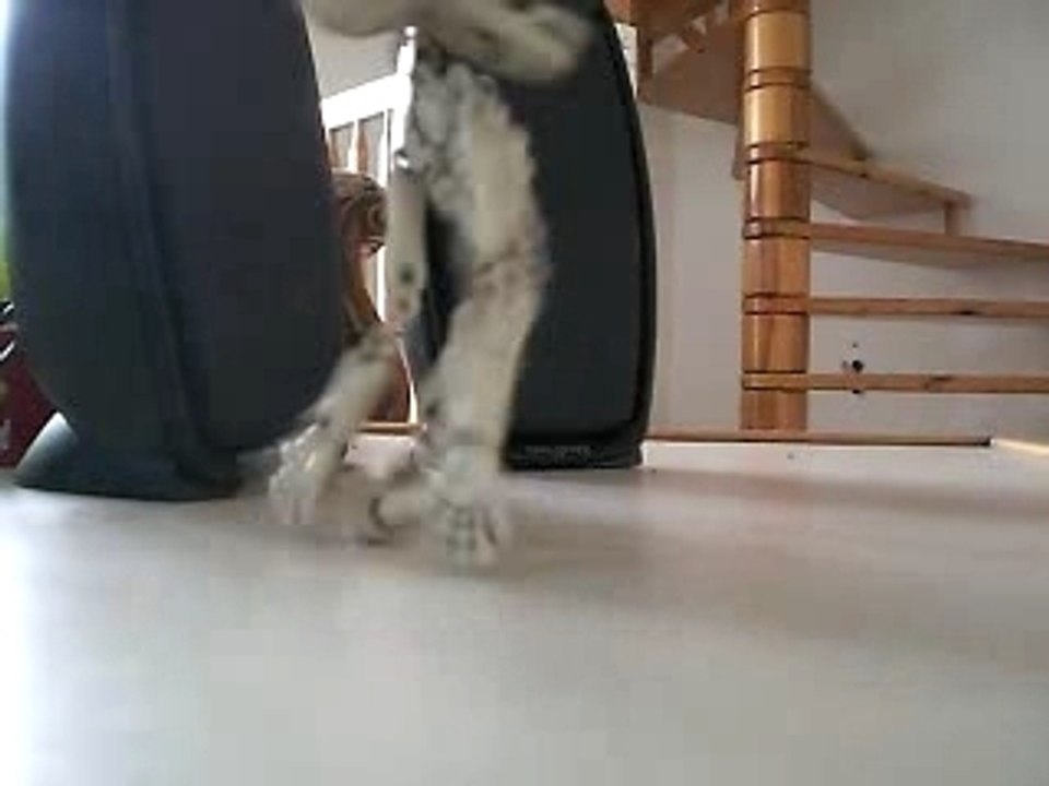 teuf de squelette