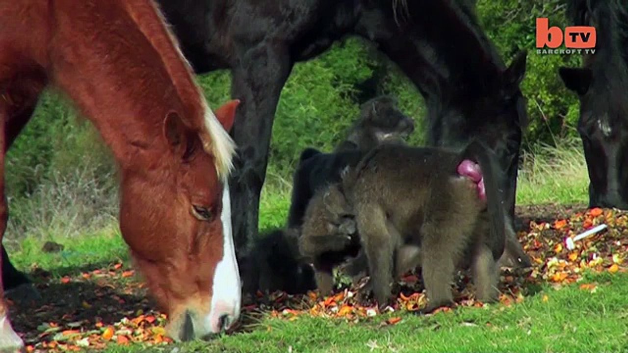 Horse And Baboon Are Animal Best Friends-copypasteads.com