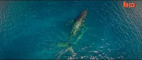 Incredible Drone And Underwater Footage Of Humpback Whales-copypasteads.com