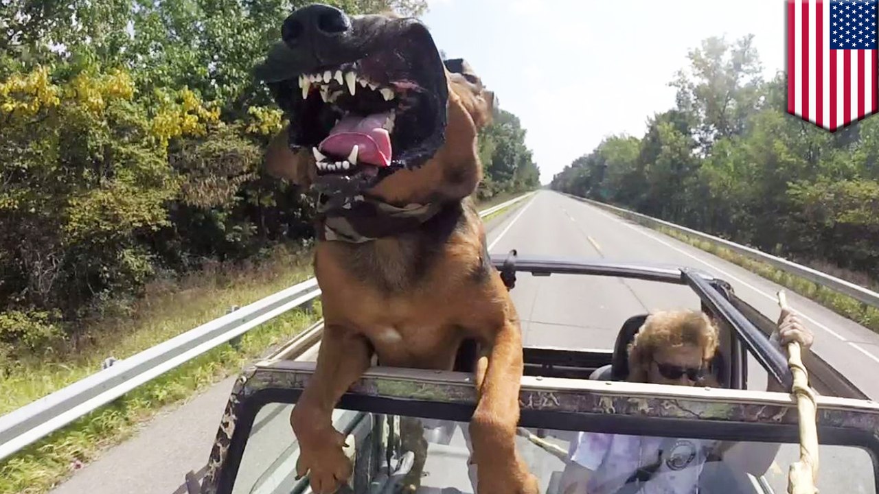 Driver risks car accident to hold selfie stick and film video of beloved pooch