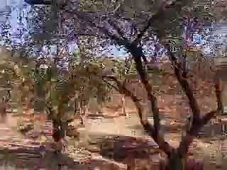 Forest of Teak Wood MH