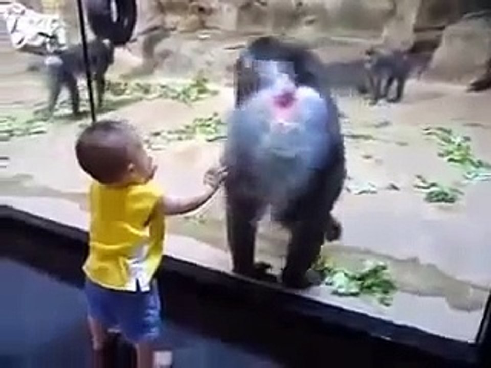 funny monkey And little boy's video