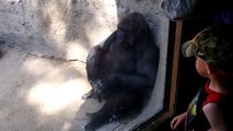 GORILLA PLAYS WITH BOY AT ZOO- funny video