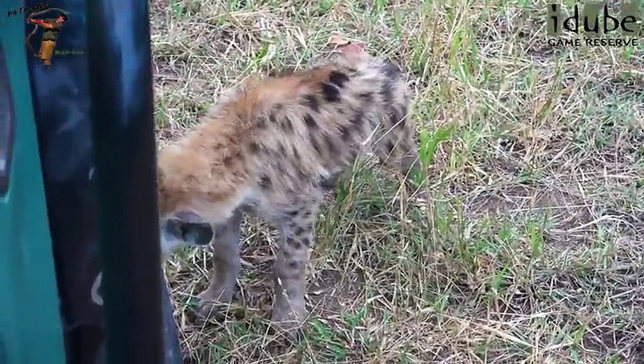 Fun At The Hyena Den (4K Video)