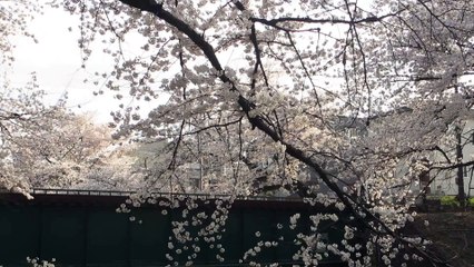 桜と高山本線キハ40系 那加～蘇原にて