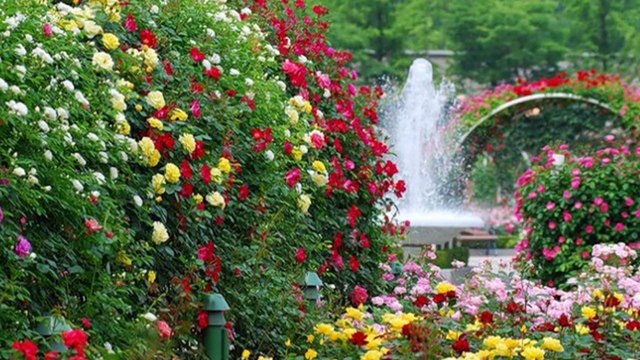 Клип на музыку Вальс роз.