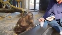 This Orangutan finds magic trick hilarious at the Zoo