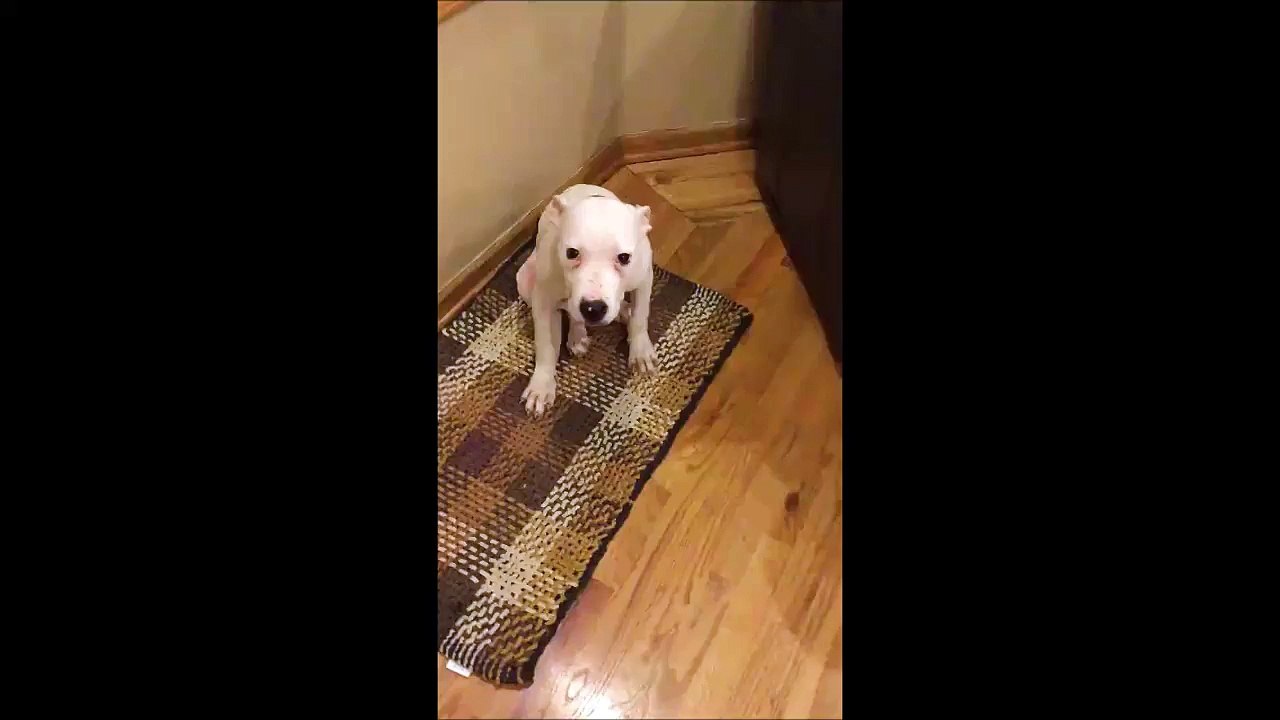 Un Pitbull qui sourit sur commande