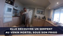 Elle découvre un serpent au venin mortel sous son frigo