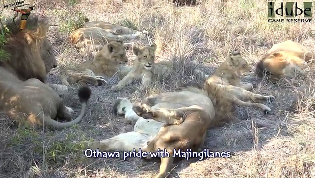 Idube Safari Highlights #367  29 September - 02 October 2015 (Latest Sightings) (4K Video)
