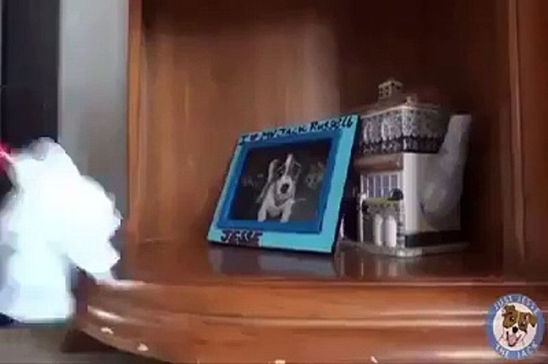 Amazing Dog