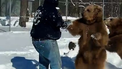 Un ours de 680 kilos câline l'homme qui l'a sauvé