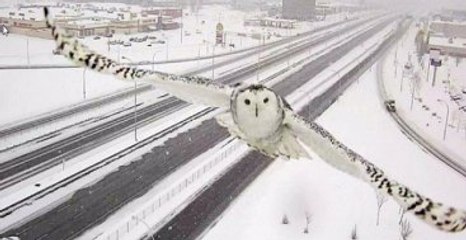 Devasa Kar Baykuşu Trafik Kamerasına Poz Verdi!