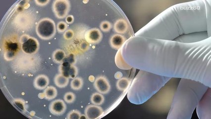 Multicellular life began after a mistake 600 million years ago