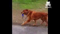 Dog Walks Himself