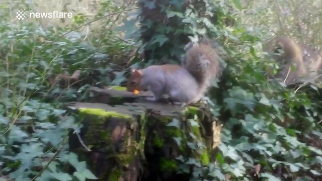 Cute squirrel munching on a Wotsit