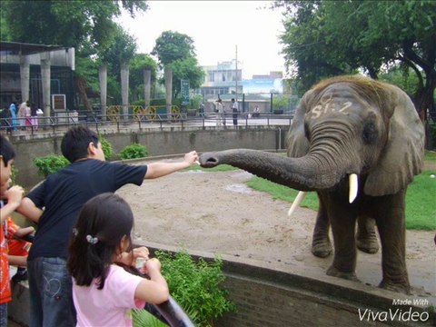 Top 10 Zoo In Pakistan | Safari Park