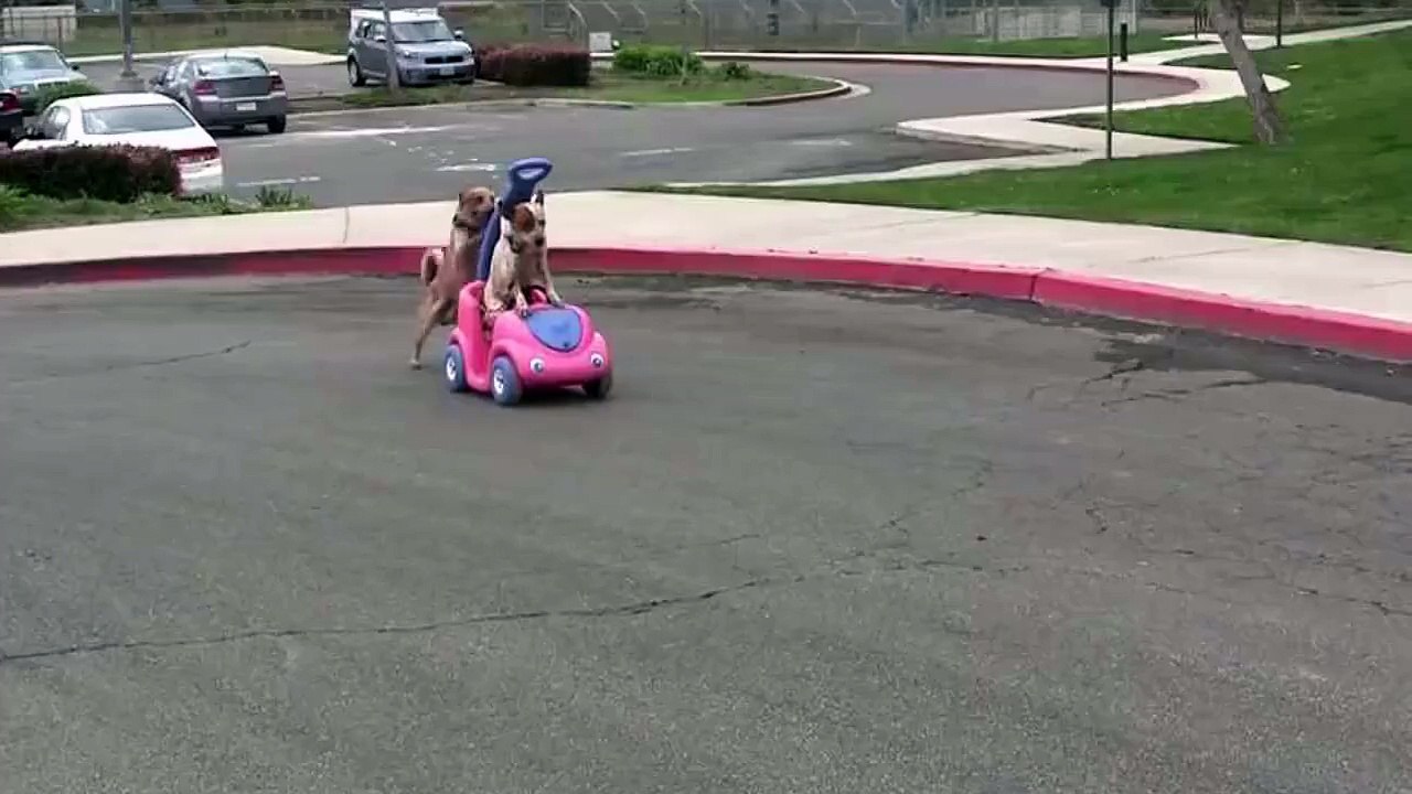 This is why we don't let dogs behind the wheel!