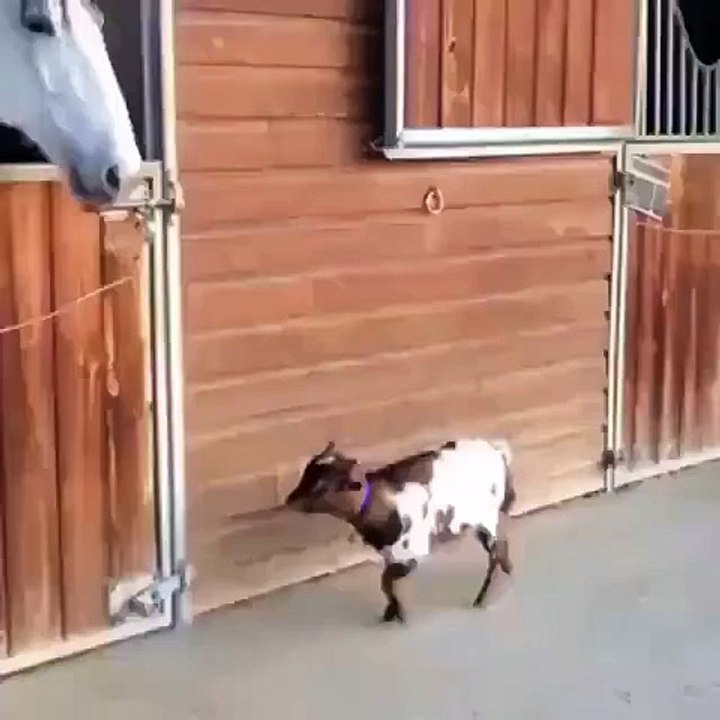 Funny Got Video