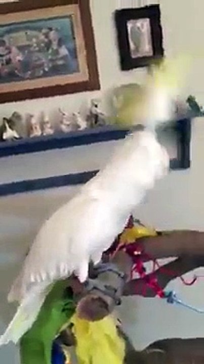 Amazing cockatoo taking shower
