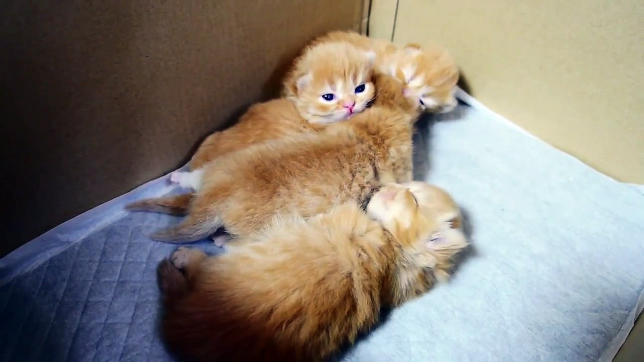 Kitten Yawns are Contagious