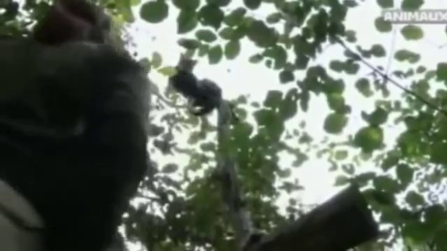 Animaux hybrides de compagnie Chat et Chien Documentaire entier 2013