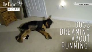 Dogs dreaming about running very funny