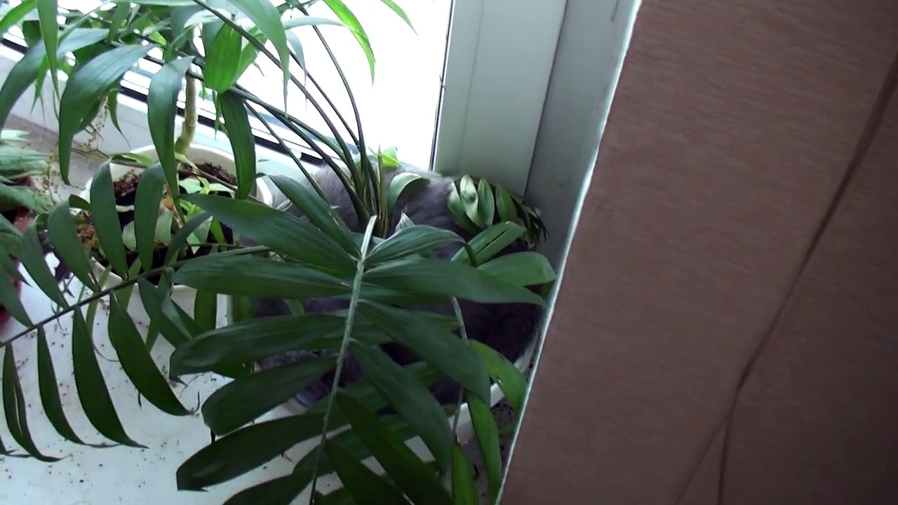 Ils n'arrivent pas à retrouver le chat, jusqu'à ce qu'ils regardent dans le pot de fleurs...