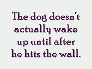 Sleep Walking Dog