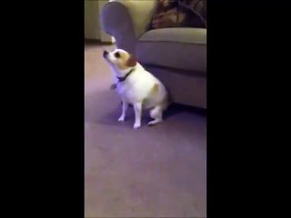 Funny Dog Shake's it to Eminem!