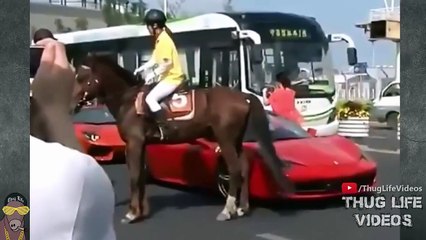 Animal Thug Life Compilation #20