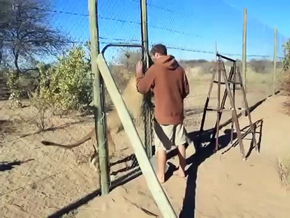 Leão abraça seu cuidador desesperadamente