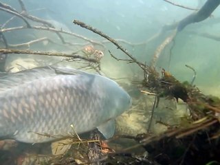 Buzz : Un plongée dans la loire avec les grands silures.totalement incroyable.