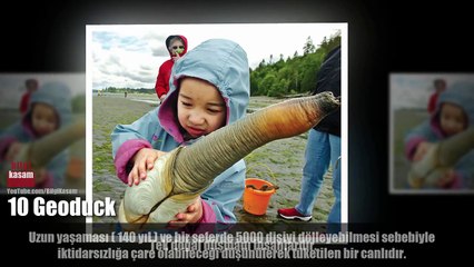 Dünyanın En Garip Görünümlü 10 Hayvanı