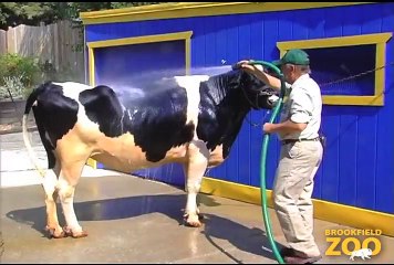 Brookfield Zoo Animals Beat the Heat