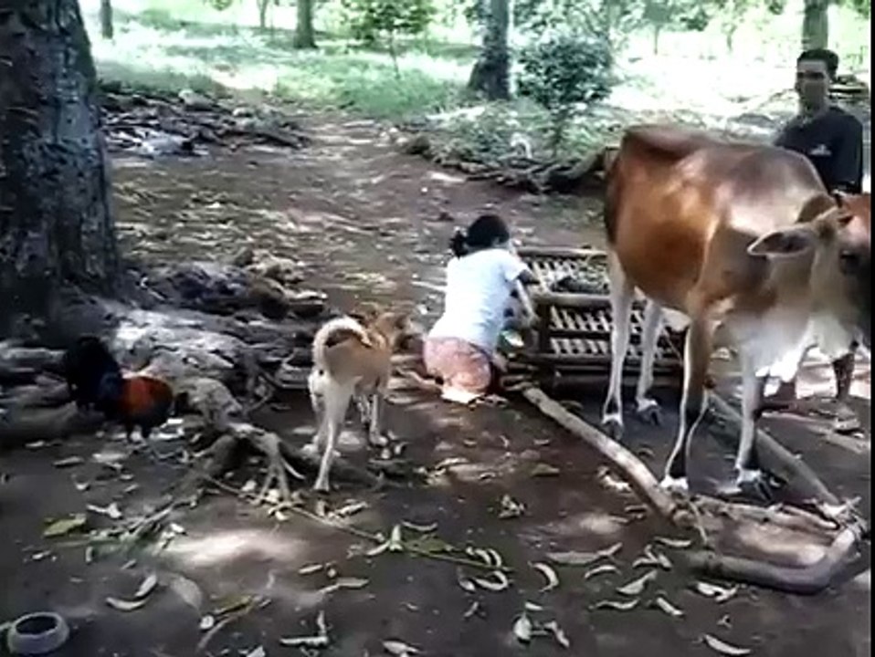 Amazing love Between a Woman and Cow