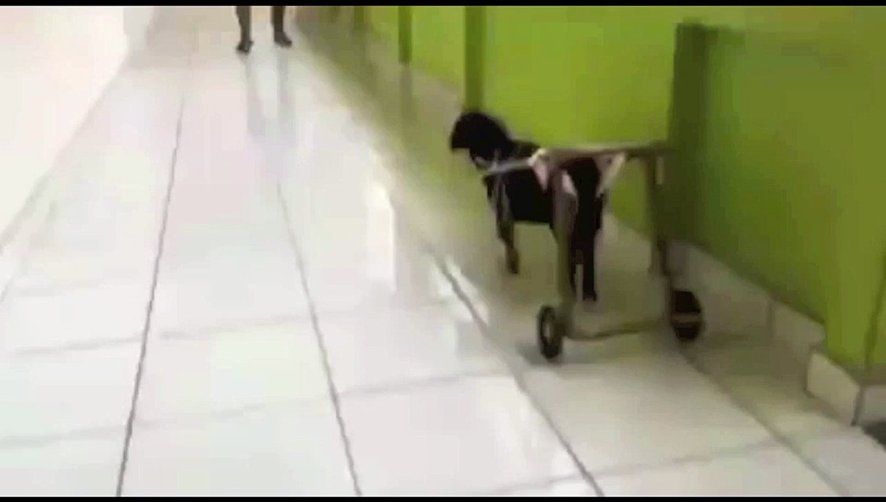 Cão paraplégico abandonado em brejo ganha cadei...
