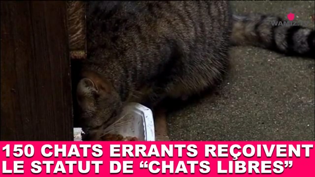 150 chats errants reçoivent le statut de chats libres ! Tout de suite dans la minute chat #98