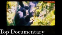 animal sex nature nat geo documentary