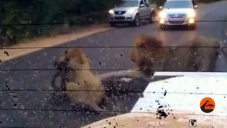 2 Male Lions Kill Kudu in the Middle of the Road