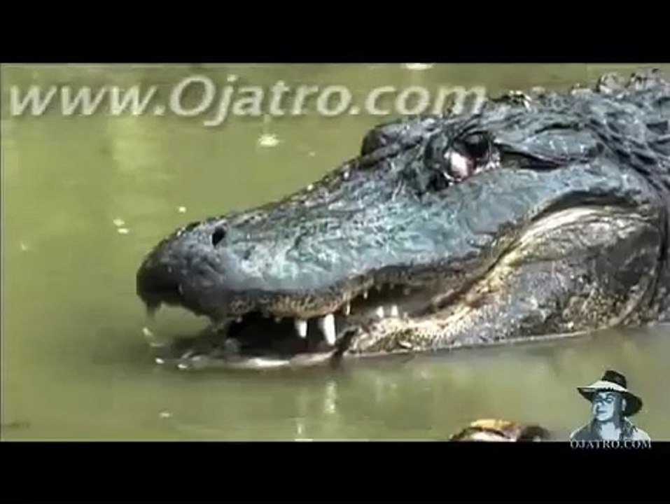 Python vs Alligator / Python attacks Alligator ( Yılan vs Timsah )