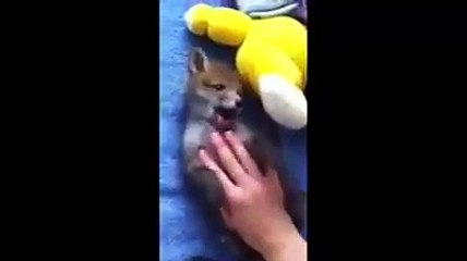 Baby fox loves belly rubs! Funny videos 2016